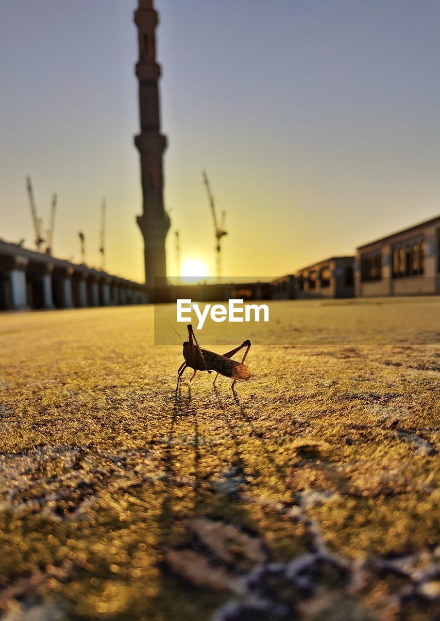 Madina mosque at sunset with grasshopper