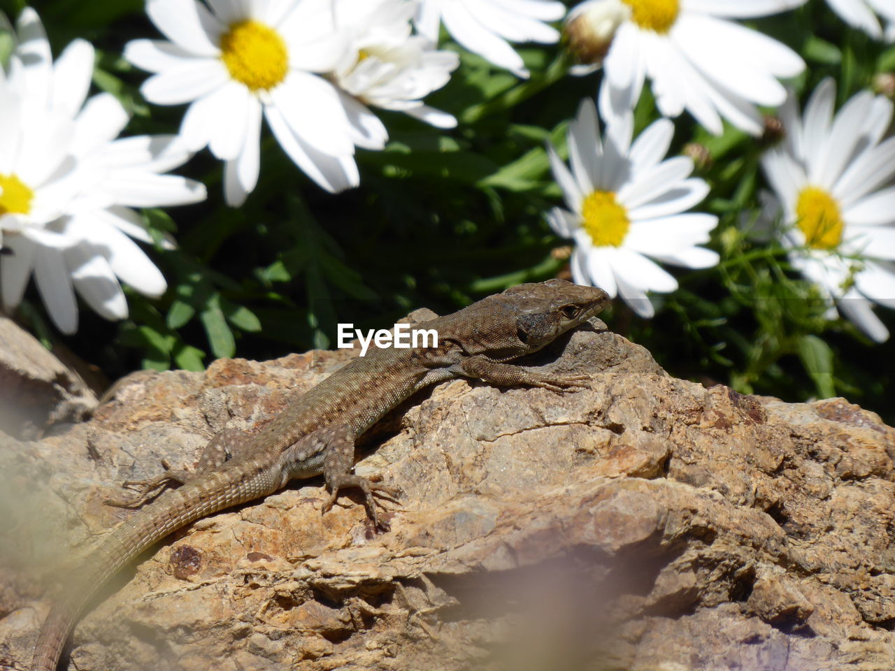 Close-up of lizard on flower