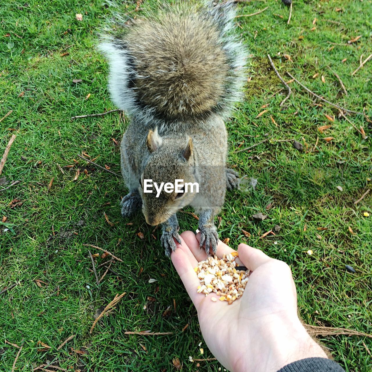 HIGH ANGLE VIEW OF HUMAN HAND HOLDING ANIMAL EATING