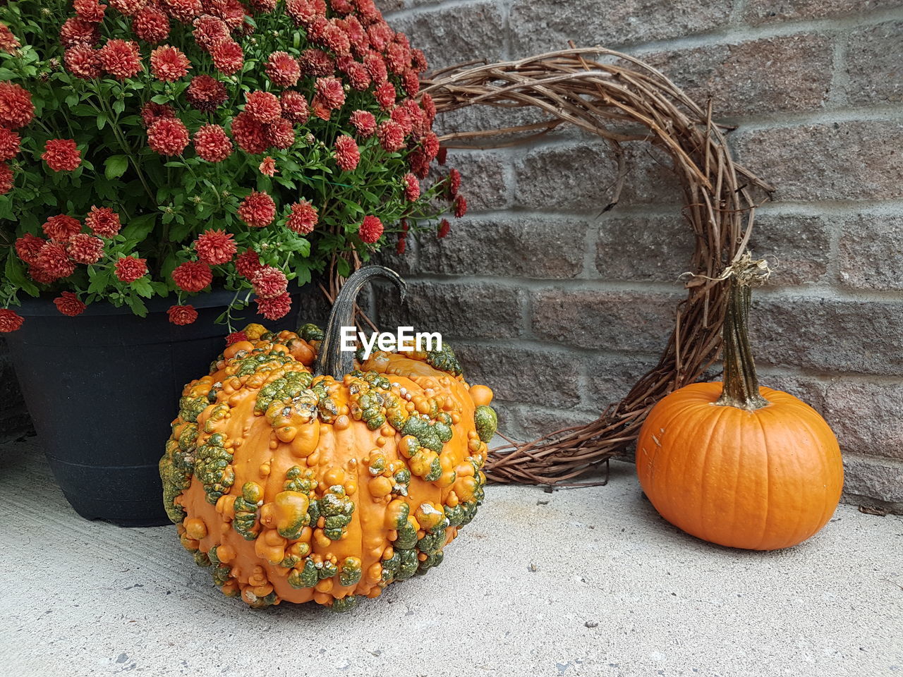 View of pumpkins against wall with vine wreath and chrysanthemum flowers.