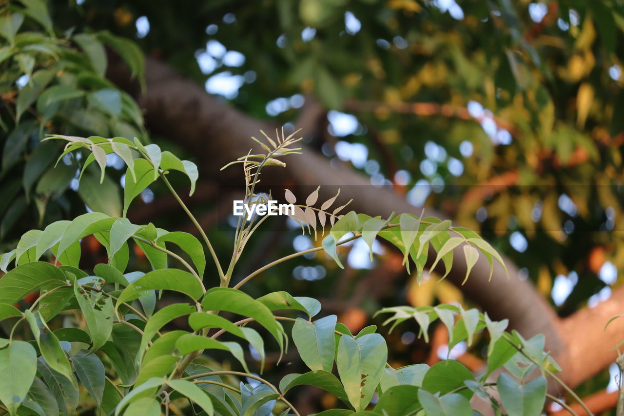 Azadirachta indica - a branch of neem tree leaves. natural green leaves on neem tree