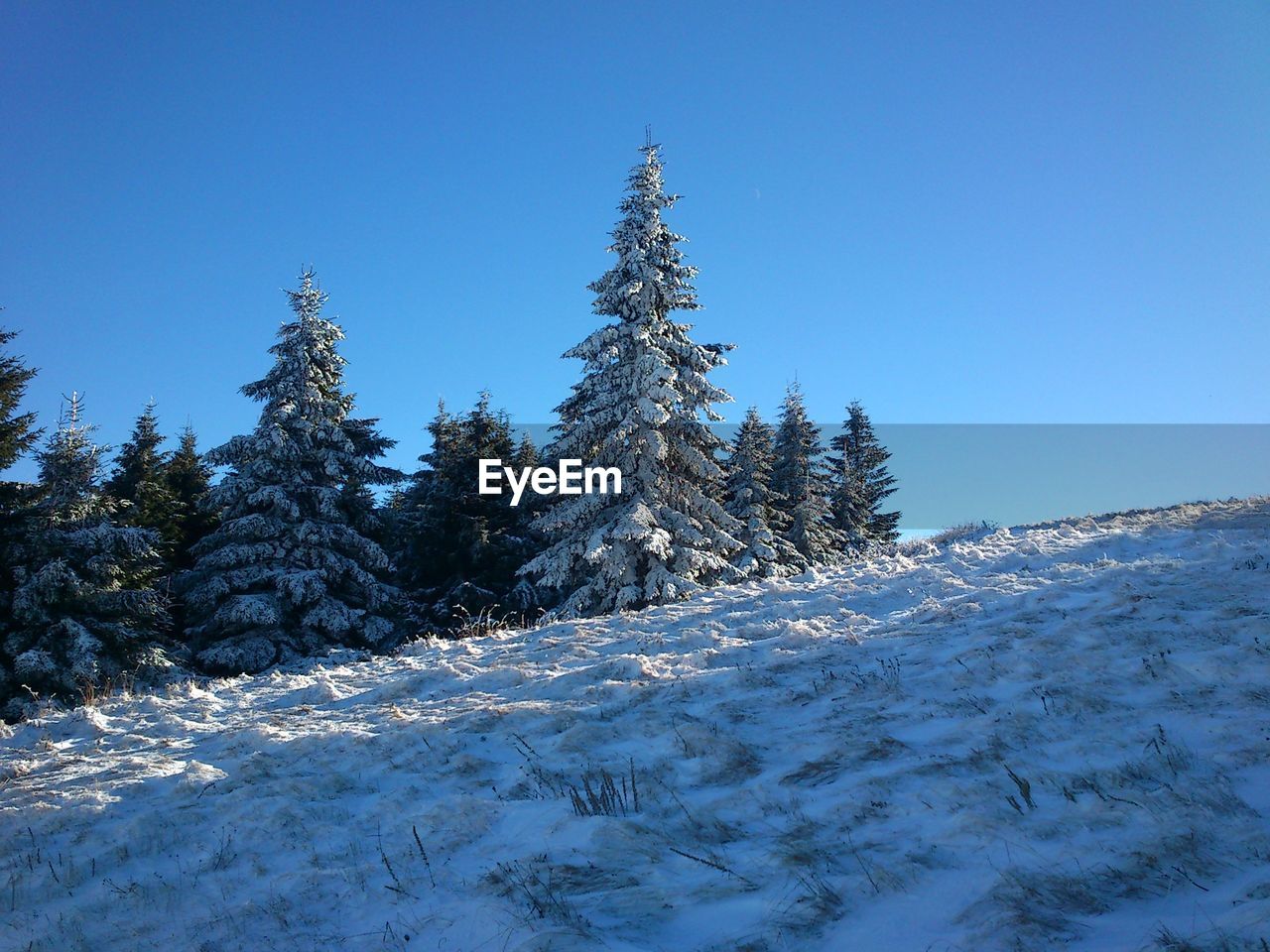 Snow covered pine trees against blue sky