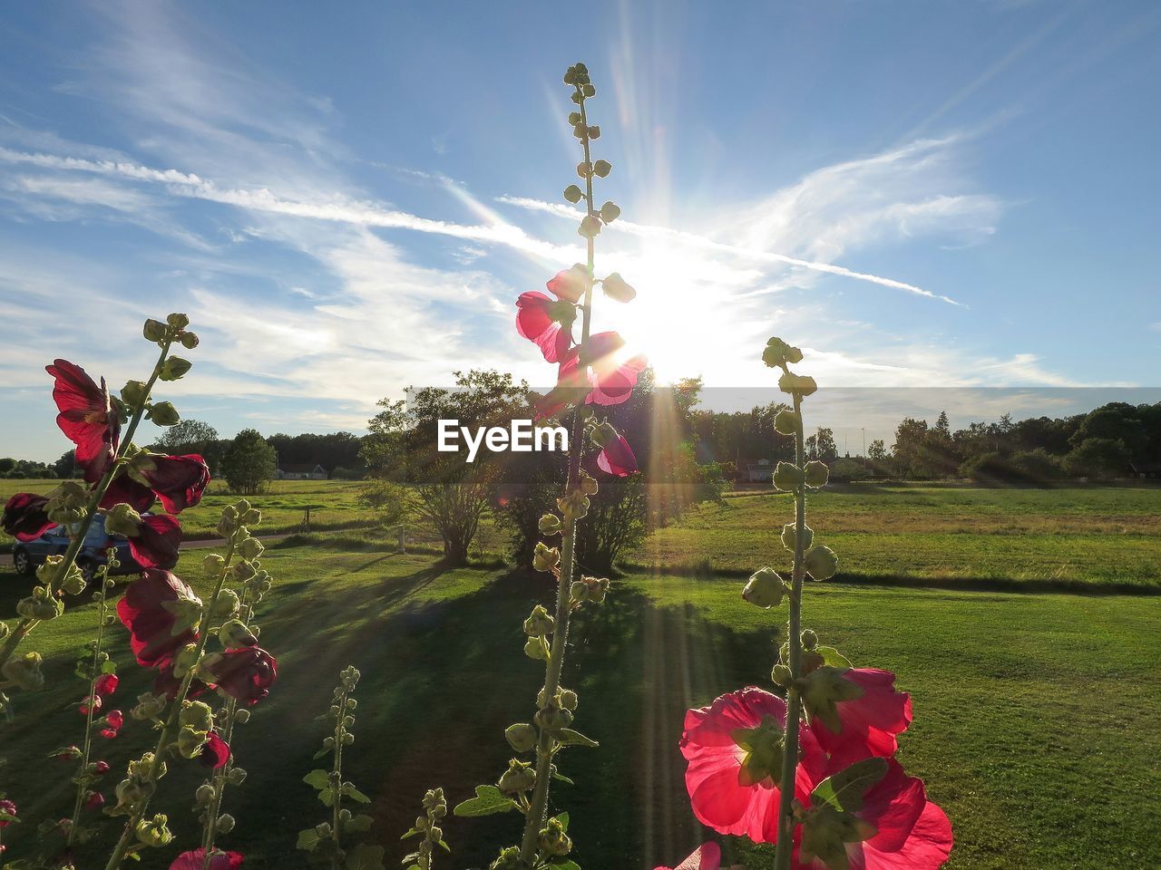 Red flowers growing on plants at grassy field