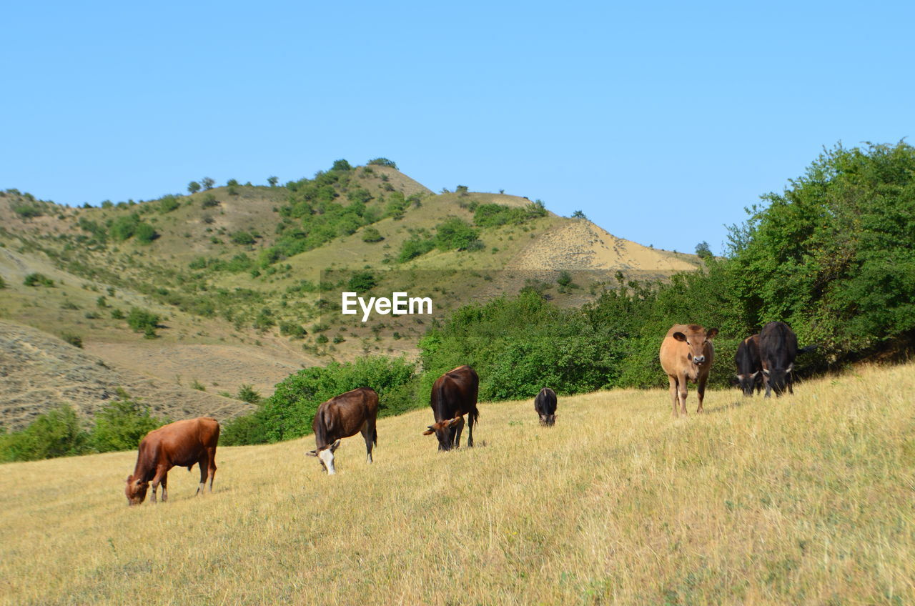 Cows, love, field, dagestan, the mountain 