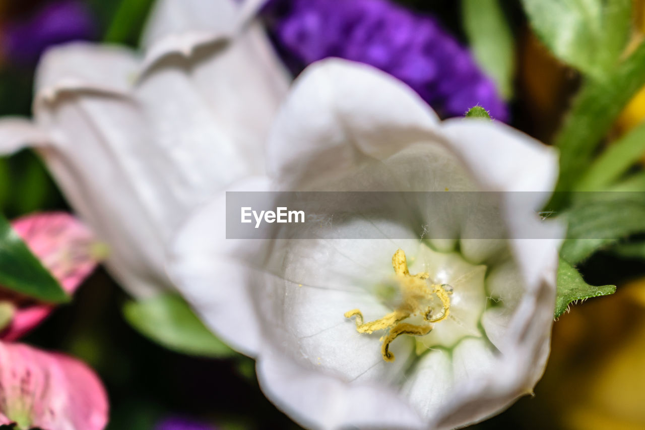 Close-up of white flower