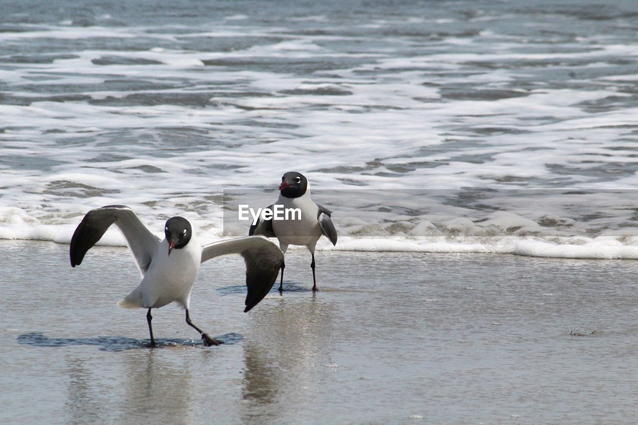 TWO BIRDS ON BEACH