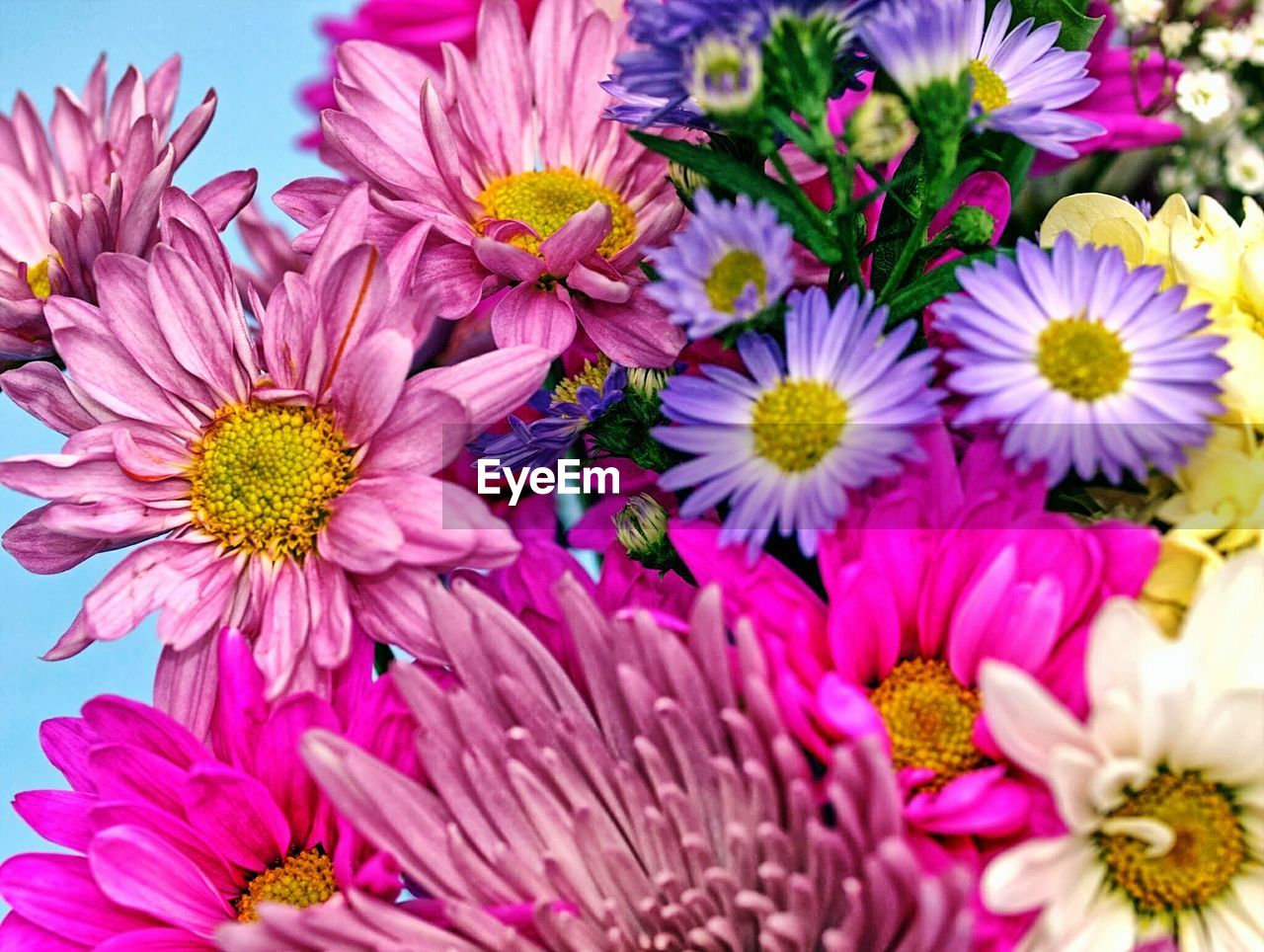 Full frame shot of pink daisy flowers