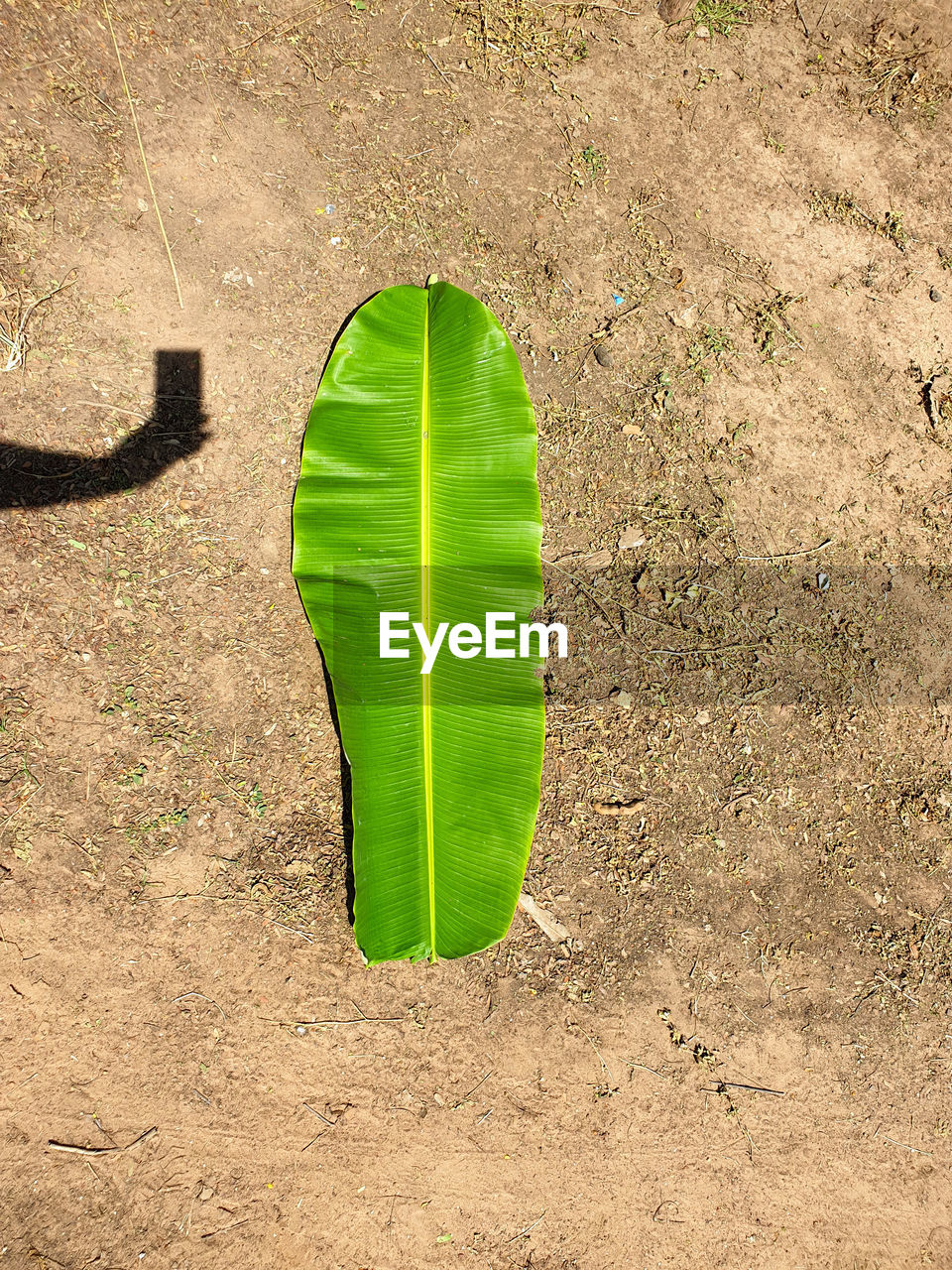 High angle view of leaf on field