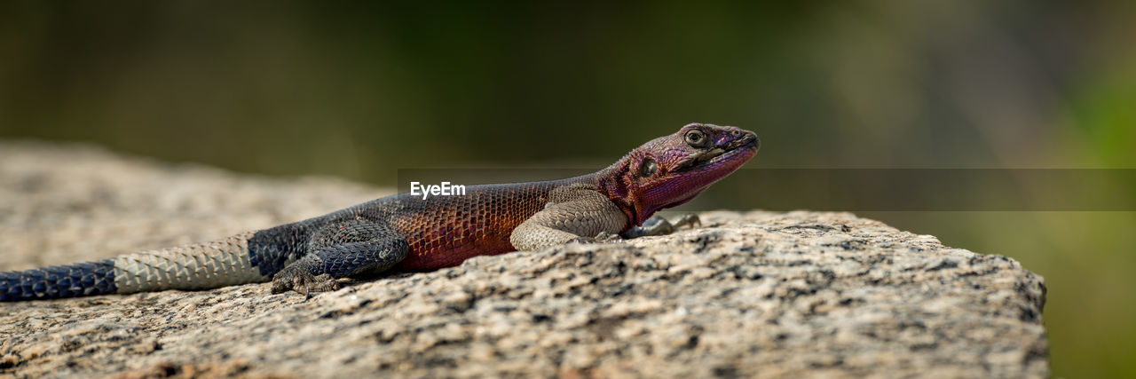 Close-up of lizard on rock