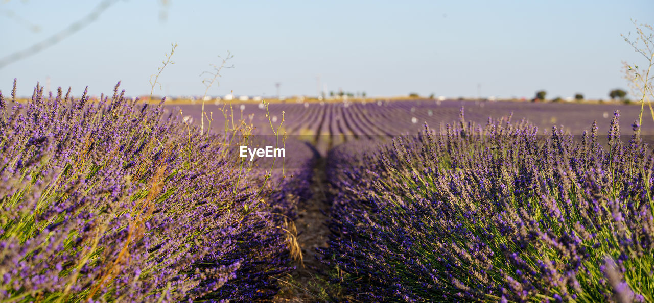 FRESH PURPLE FLOWERING PLANTS ON FIELD AGAINST SKY DURING RAINY SEASON