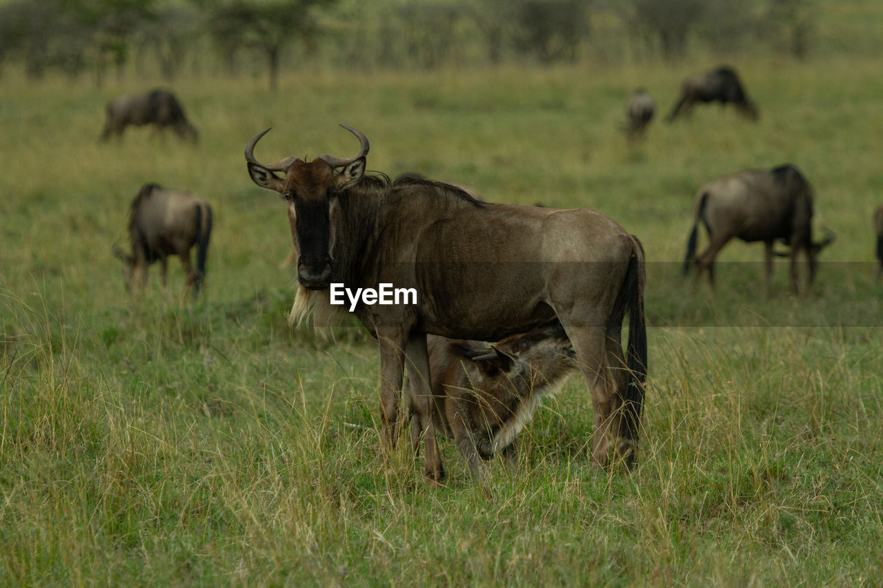 Wildebeest calf nursing from its mother