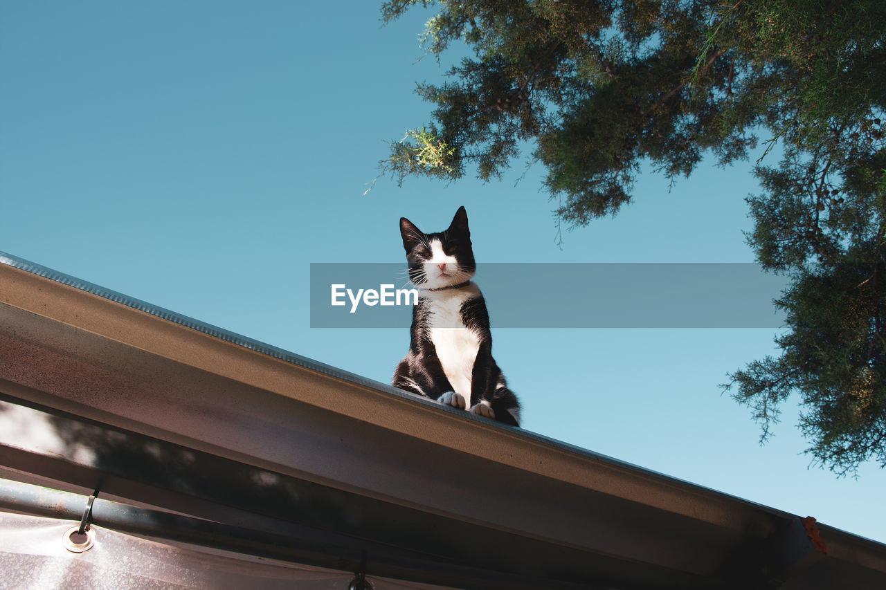 Cat on the roof