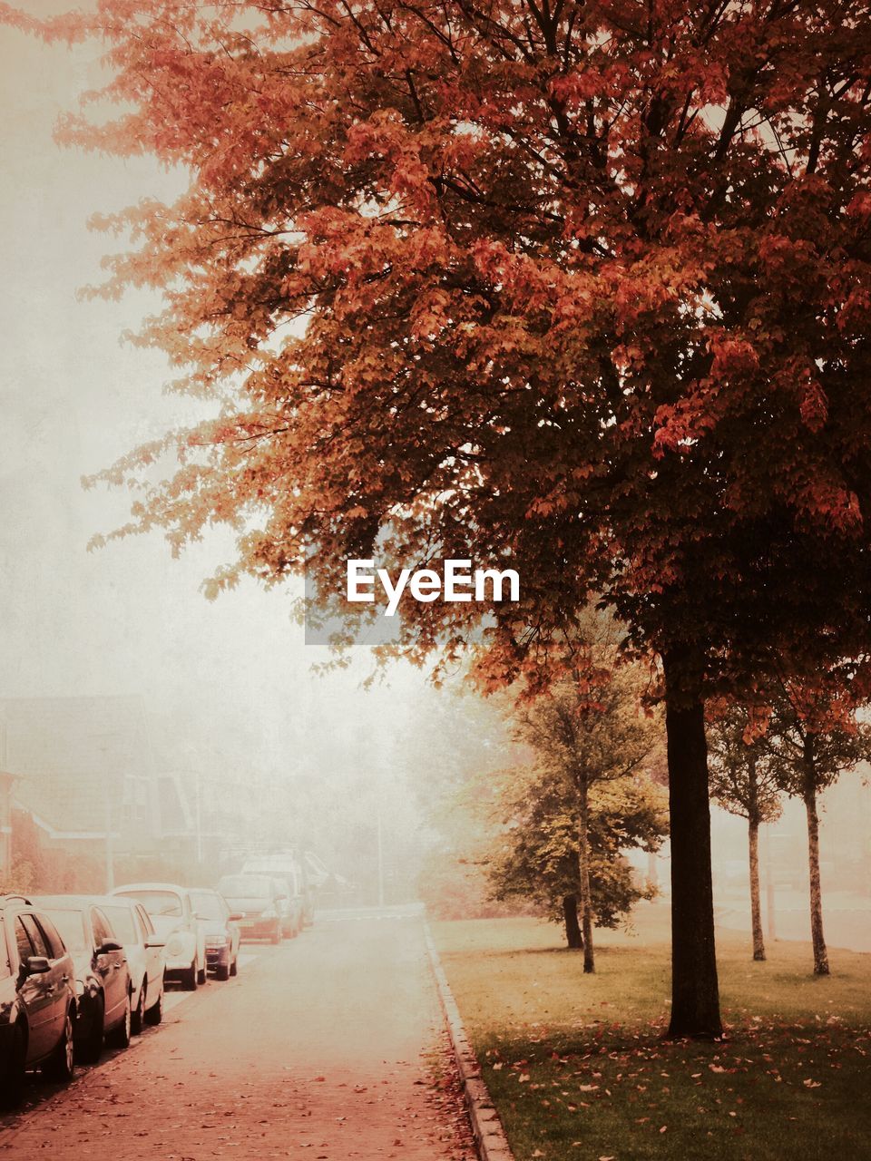 Trees by road during autumn