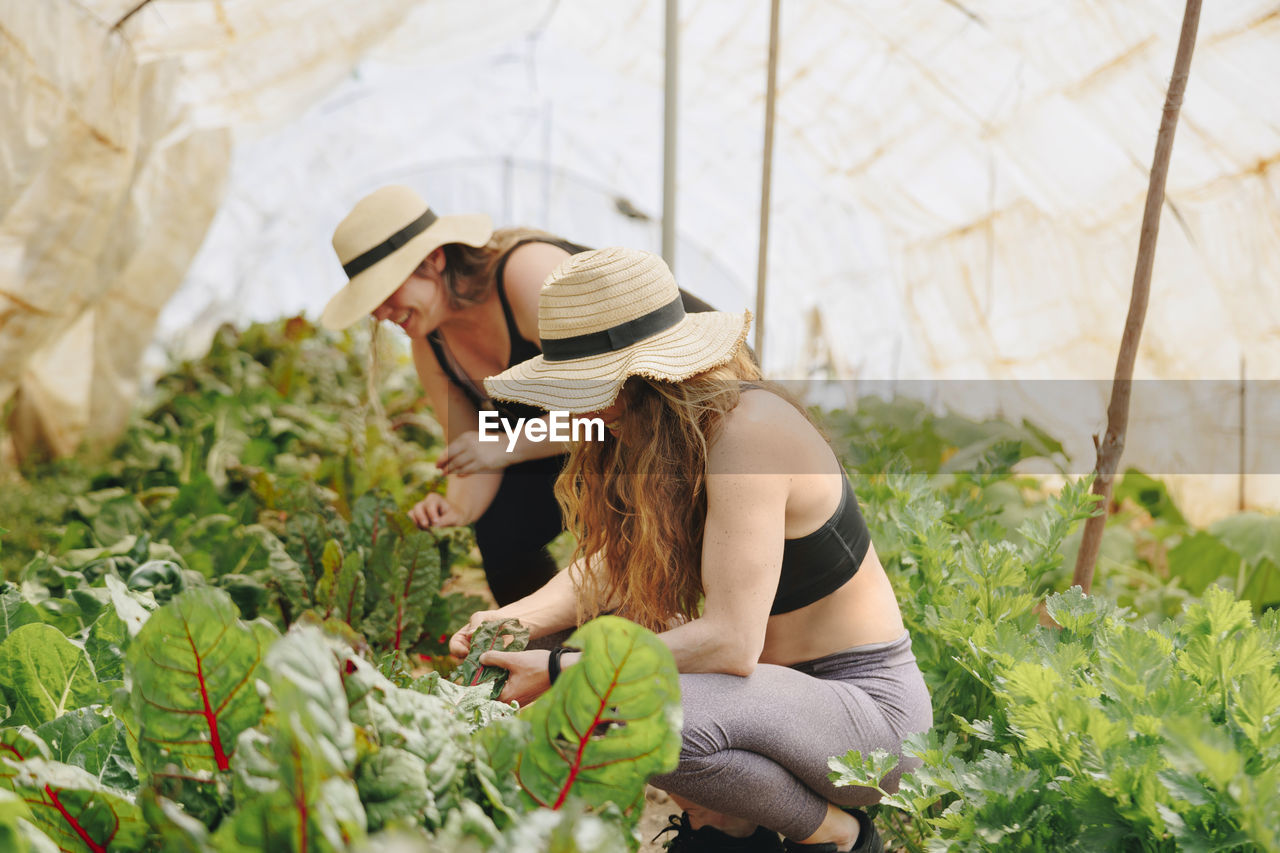 Farmers wearing hat examining leafy vegetables in greenhouse