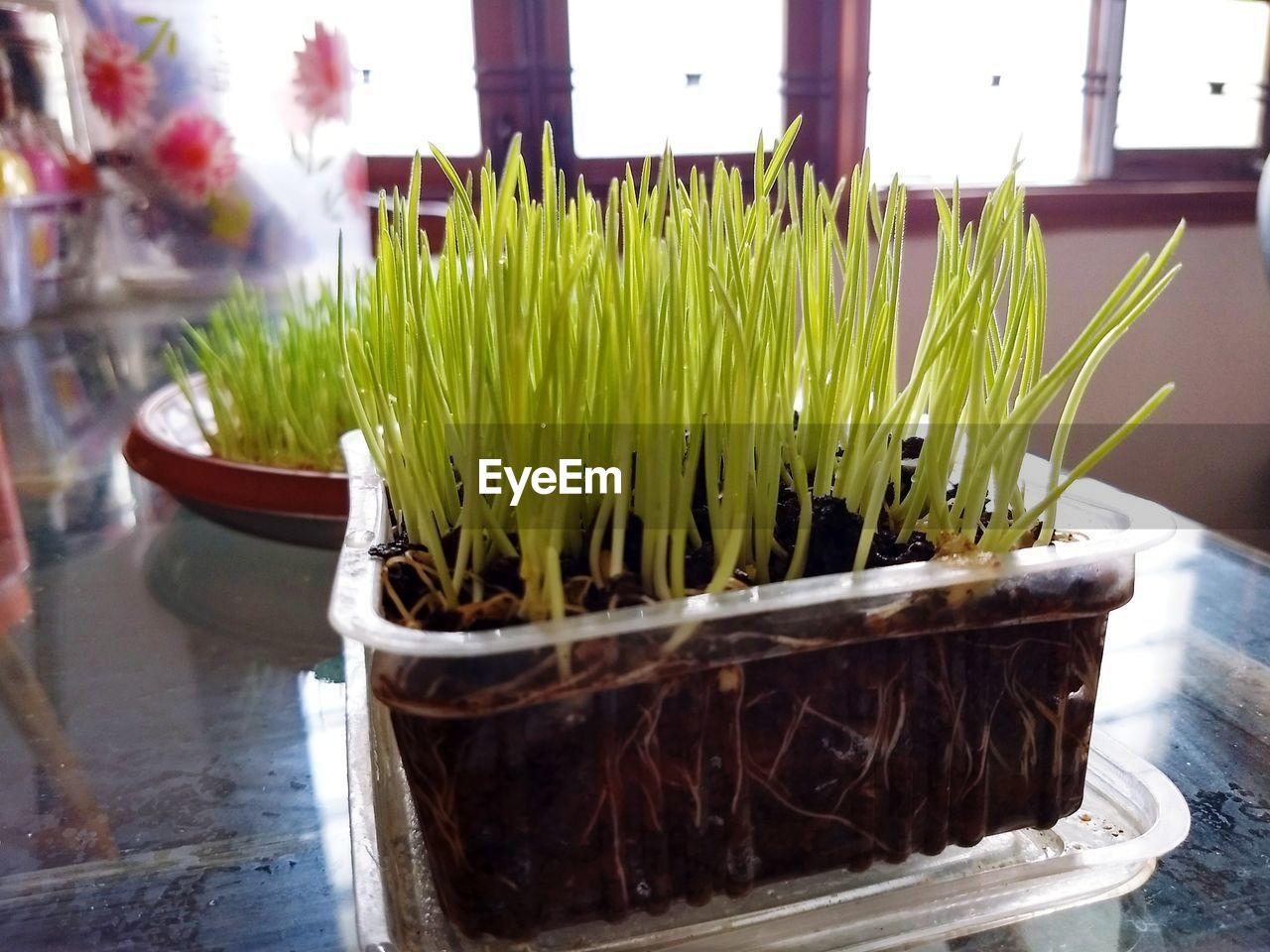 Close-up of potted plant