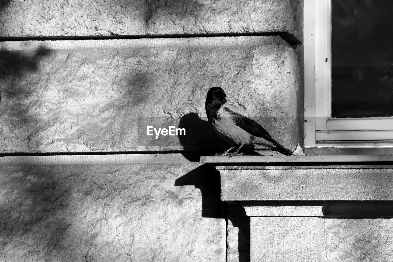 SIDE VIEW OF A BIRD SITTING ON WALL