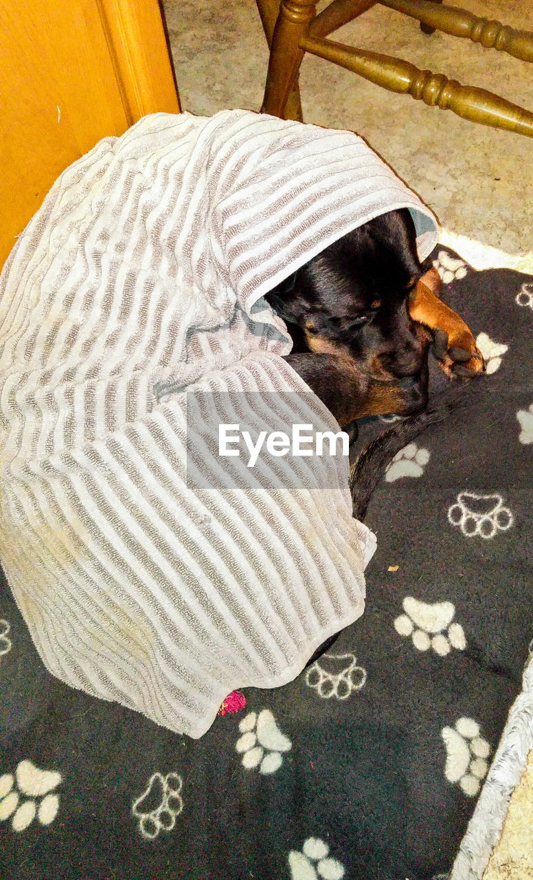 HIGH ANGLE VIEW OF DOG ON BED IN BEDROOM