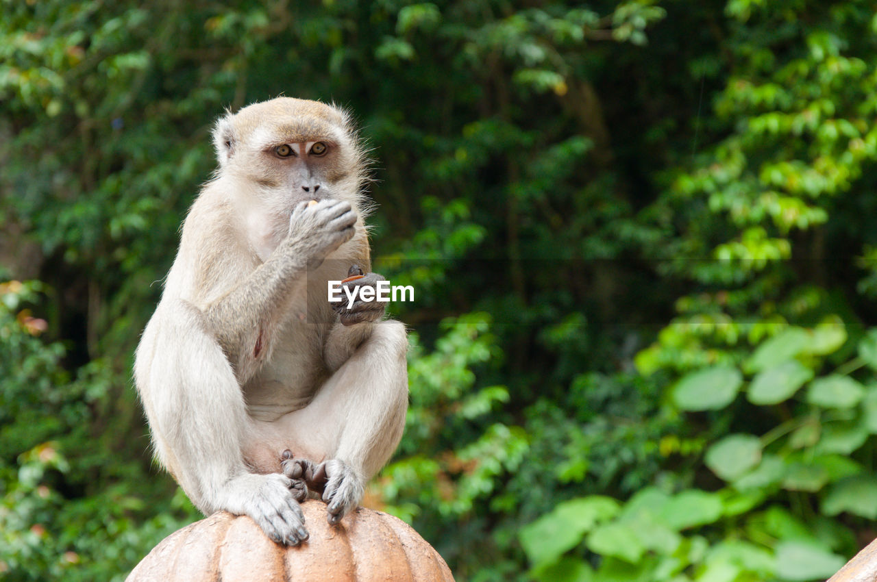 MONKEY SITTING ON TREE