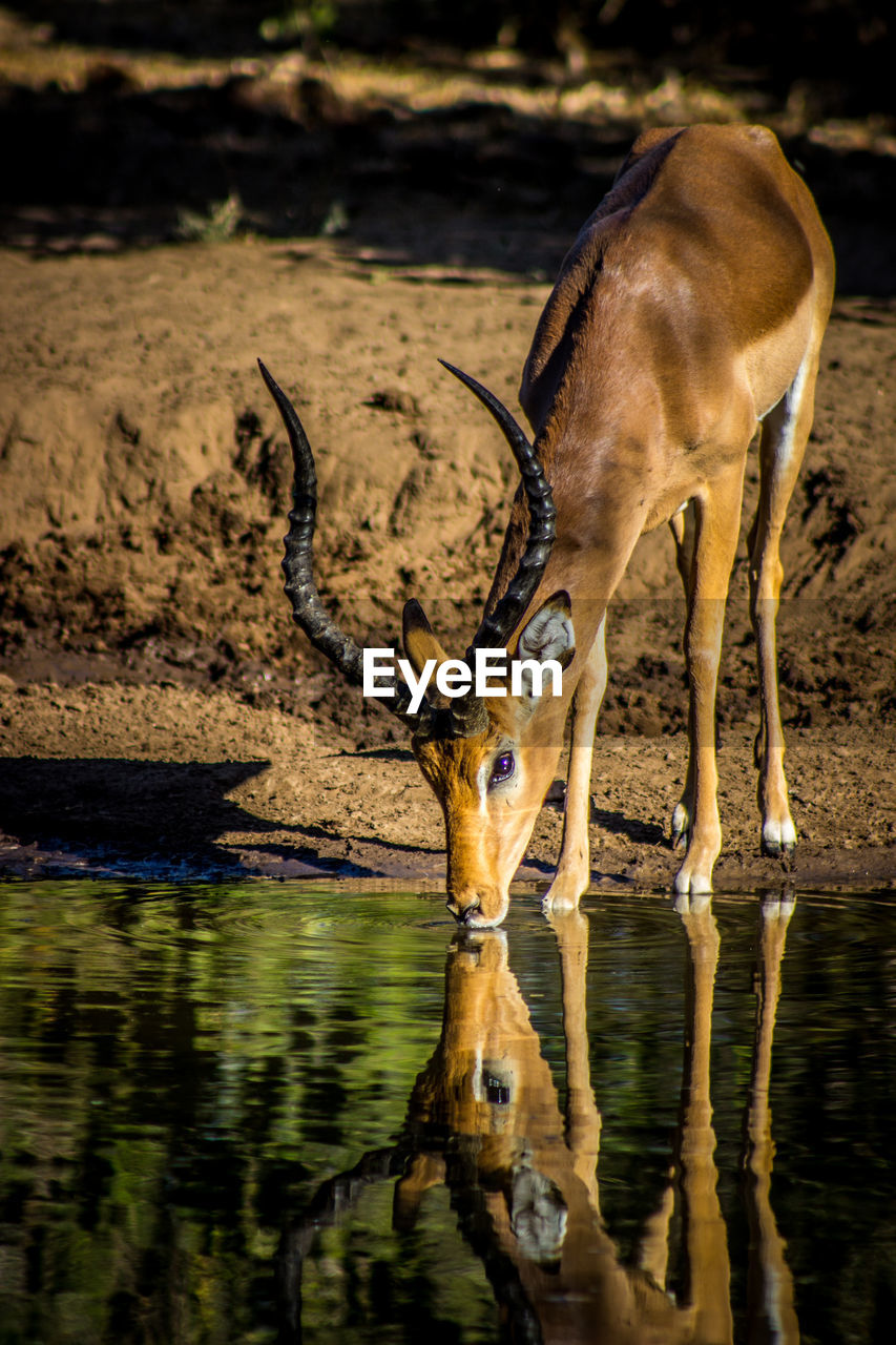 Impala drinking water