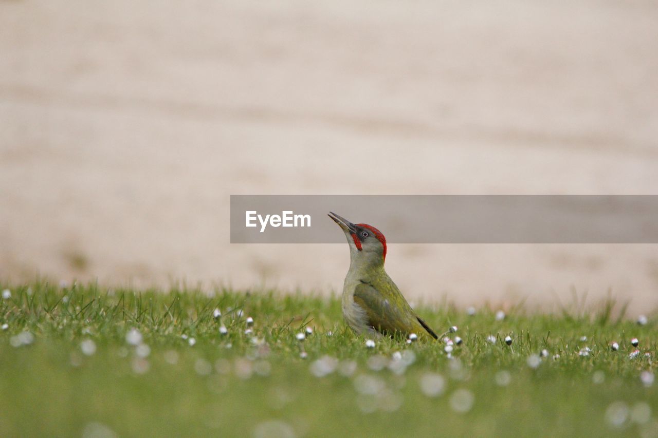 Bird on field