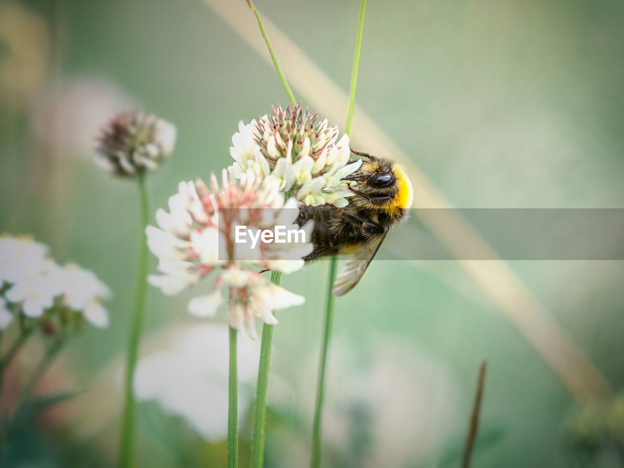 Close-up of bee pollinating on flower