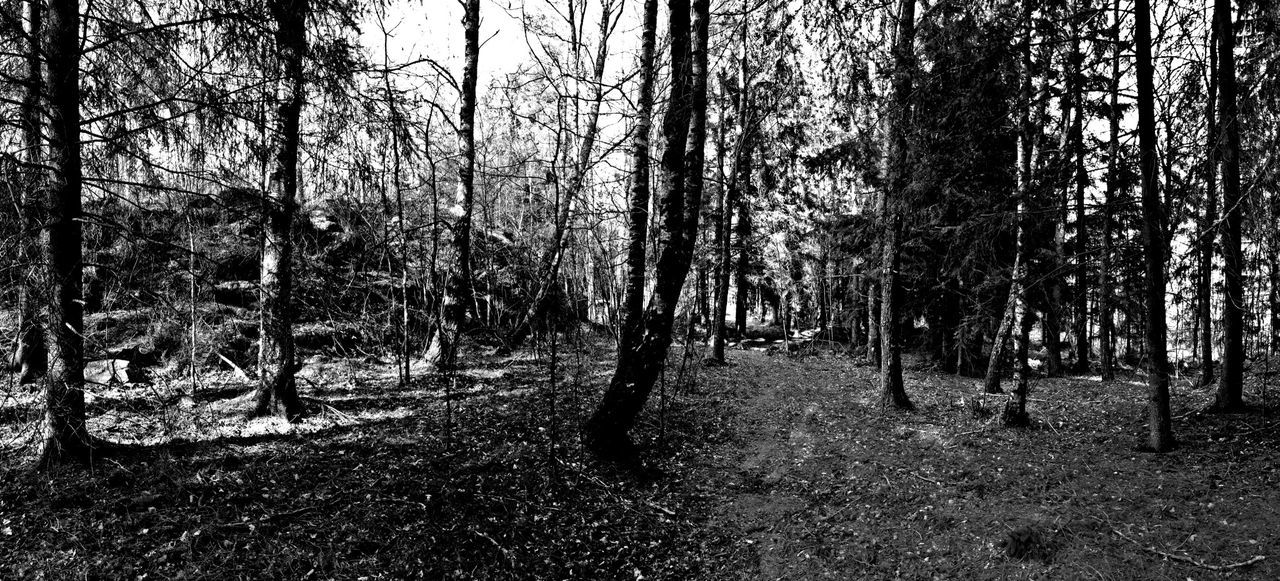 VIEW OF TREES IN FOREST