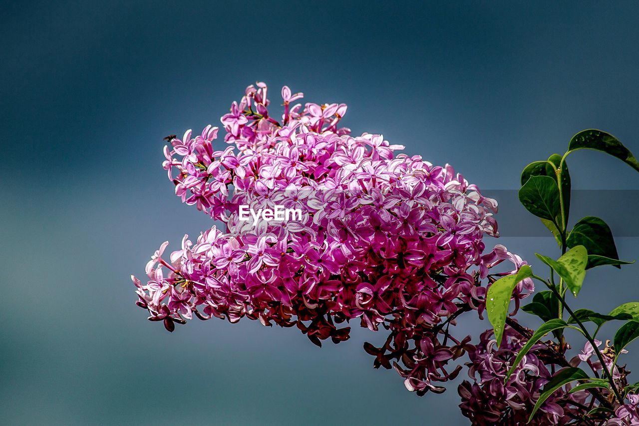 LOW ANGLE VIEW OF PINK FLOWERING PLANT