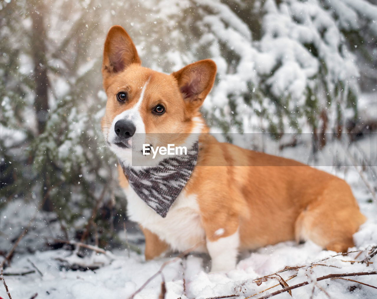 VIEW OF DOG ON SNOW