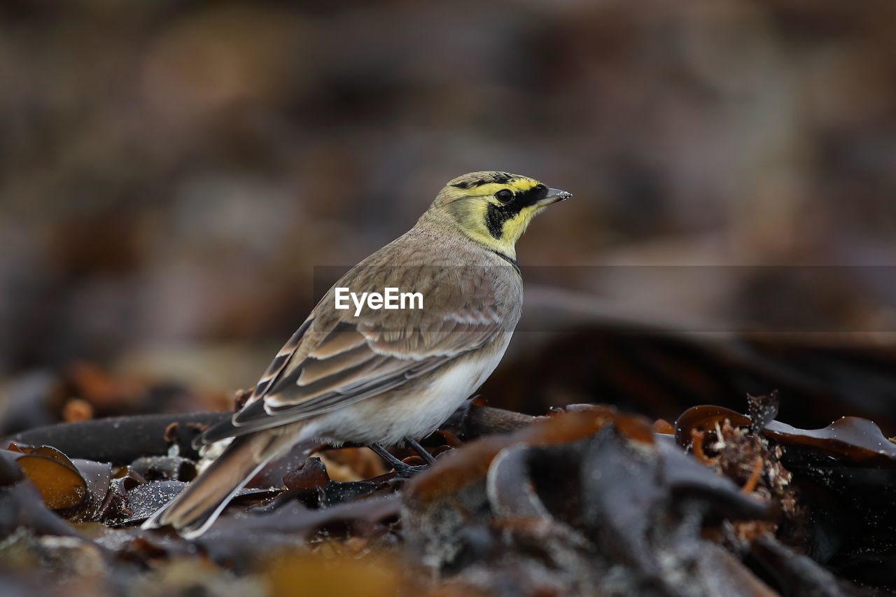 CLOSE-UP OF BIRD PERCHING ON A LEAF