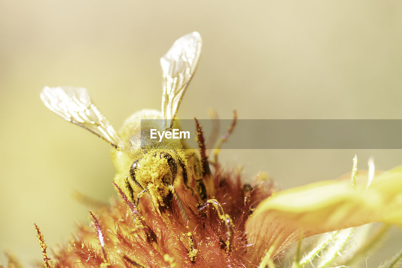 Bee on flower