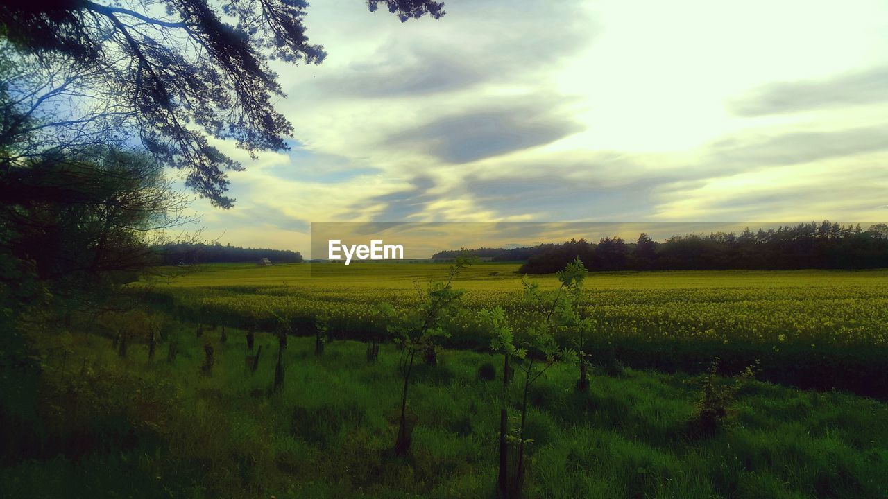 SCENIC VIEW OF FARM FIELD AGAINST SKY