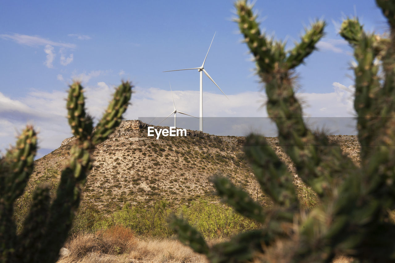 Cactuses on field against wind turbines