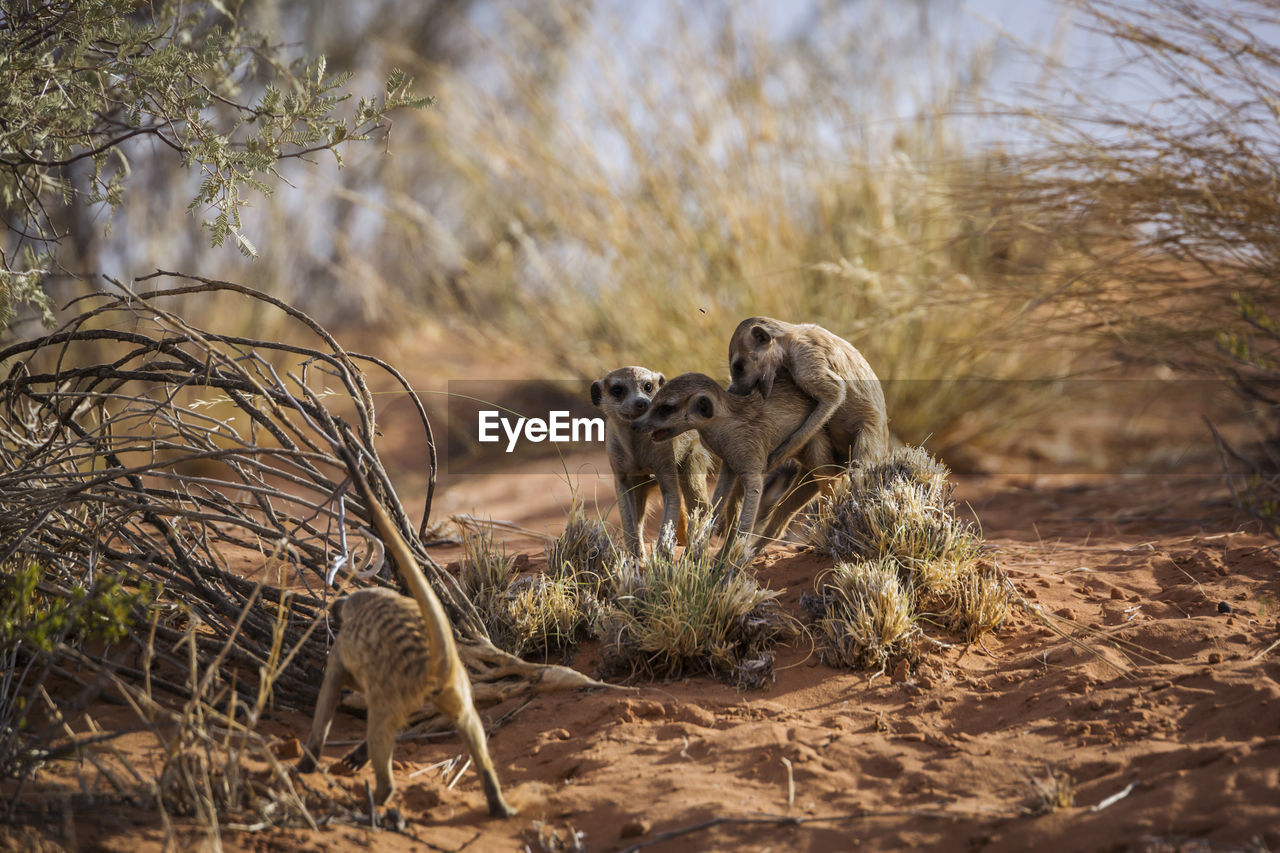 Meerkat on desert