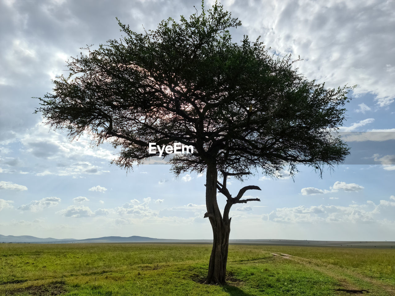plant, tree, sky, cloud, landscape, environment, nature, grass, savanna, single tree, beauty in nature, land, scenics - nature, field, tranquility, plain, cloudscape, no people, tranquil scene, horizon, rural area, rural scene, hill, non-urban scene, outdoors, horizon over land, tree trunk, green, trunk, grassland, growth, dramatic sky, flower, idyllic, meadow, day, blue, travel, travel destinations, natural environment