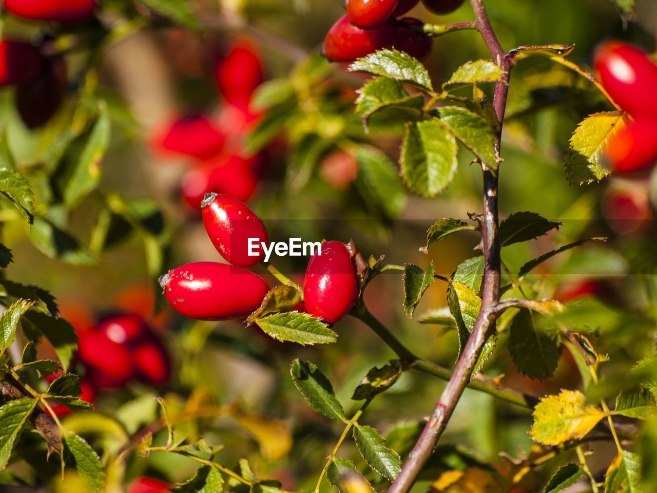 CLOSE-UP OF BERRIES ON TREE