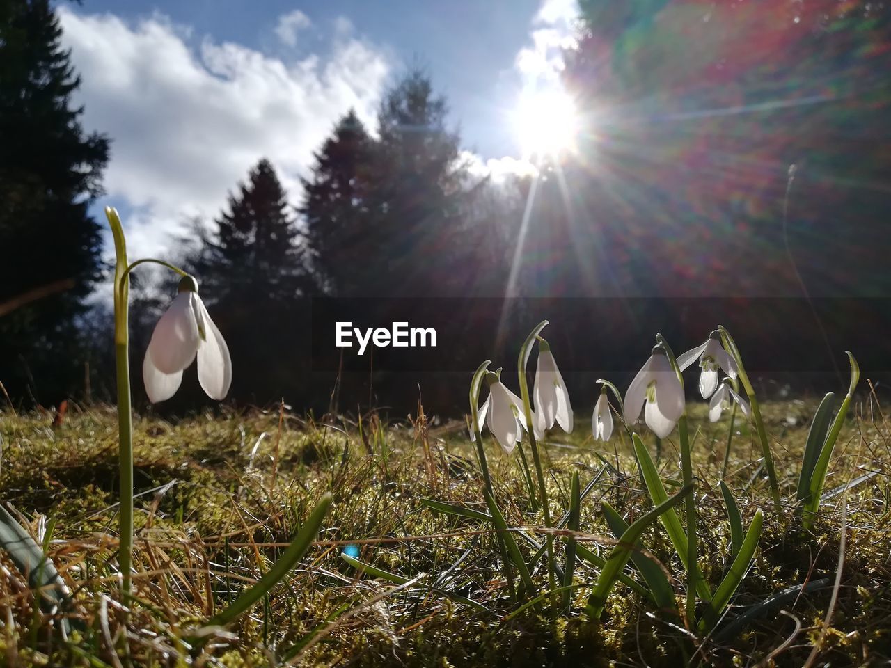 Close-up of plants on field against sky on sunny day