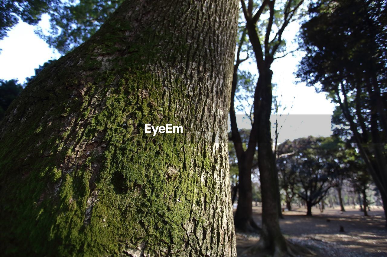 CLOSE-UP OF TREE TRUNK