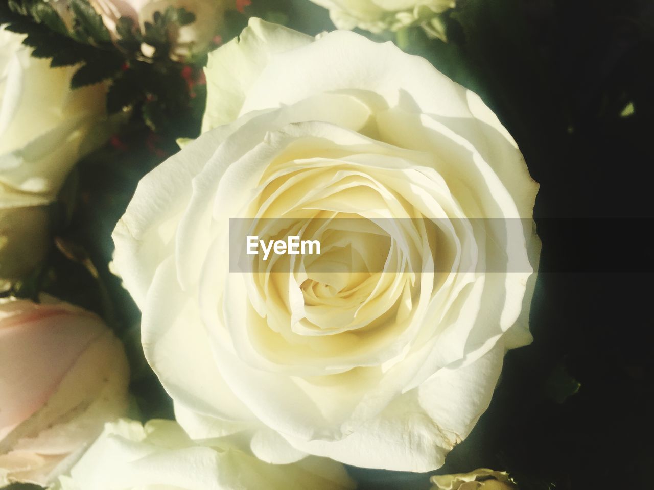 CLOSE-UP OF WHITE ROSE FLOWERS