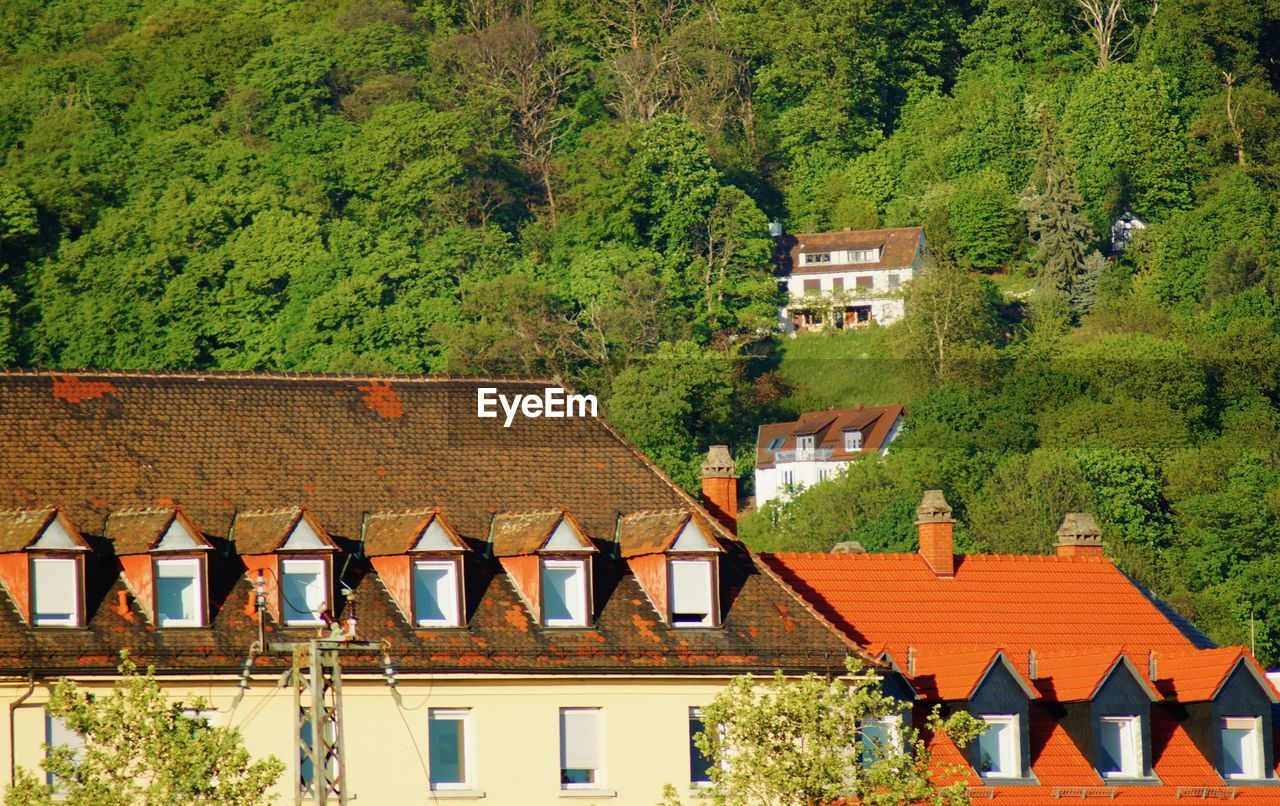 Houses and trees in village