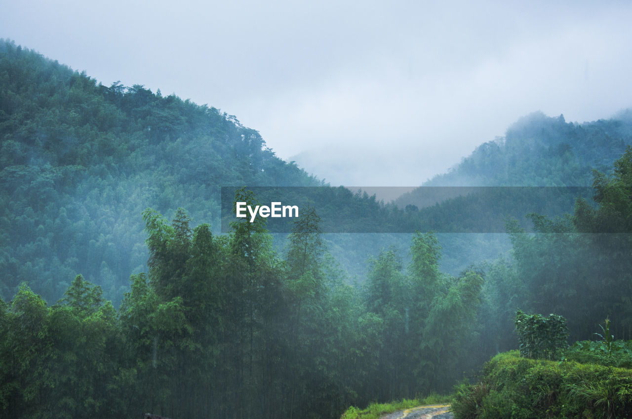 Trees in forest against sky