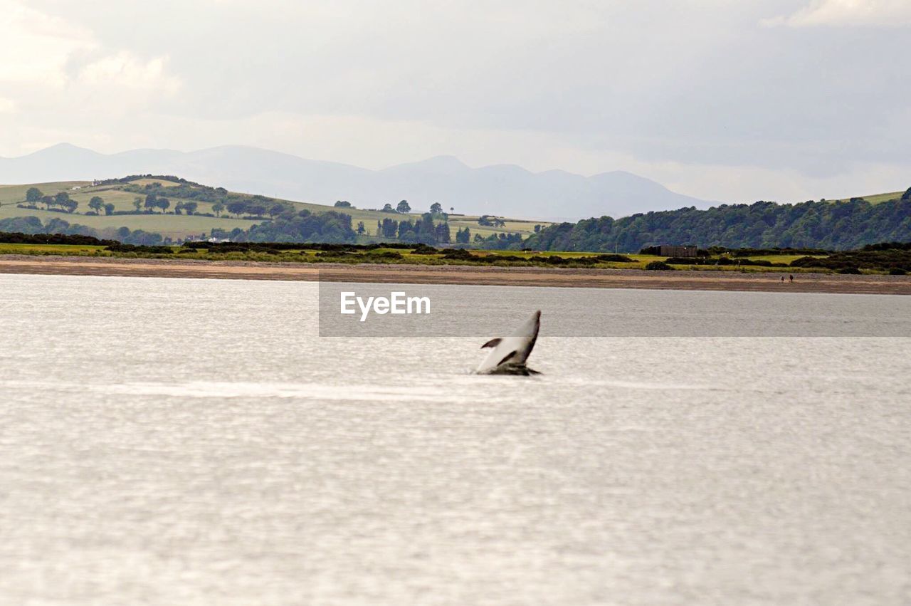 BIRD FLYING AGAINST MOUNTAIN RANGE