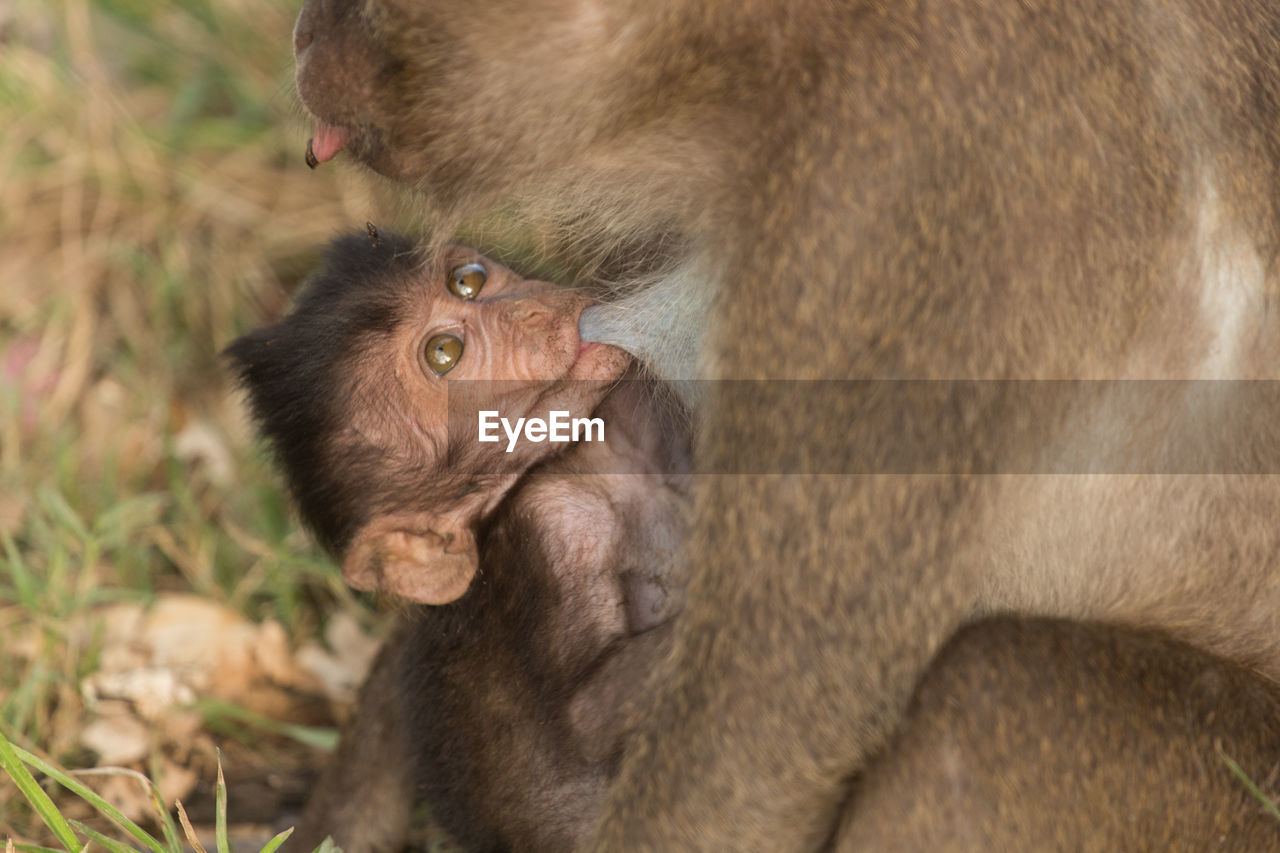 Close-up of long-tailed macaque feeding infant in zoo