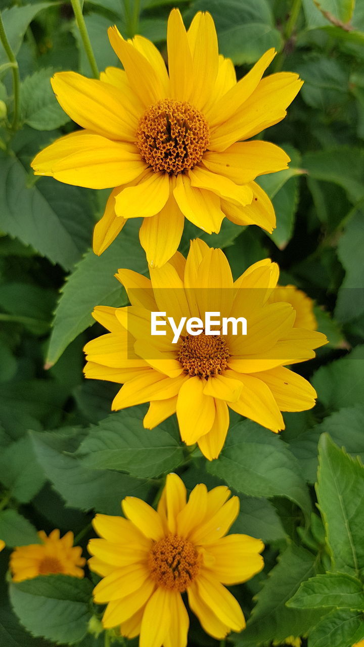 CLOSE-UP OF YELLOW FLOWER AND PLANTS