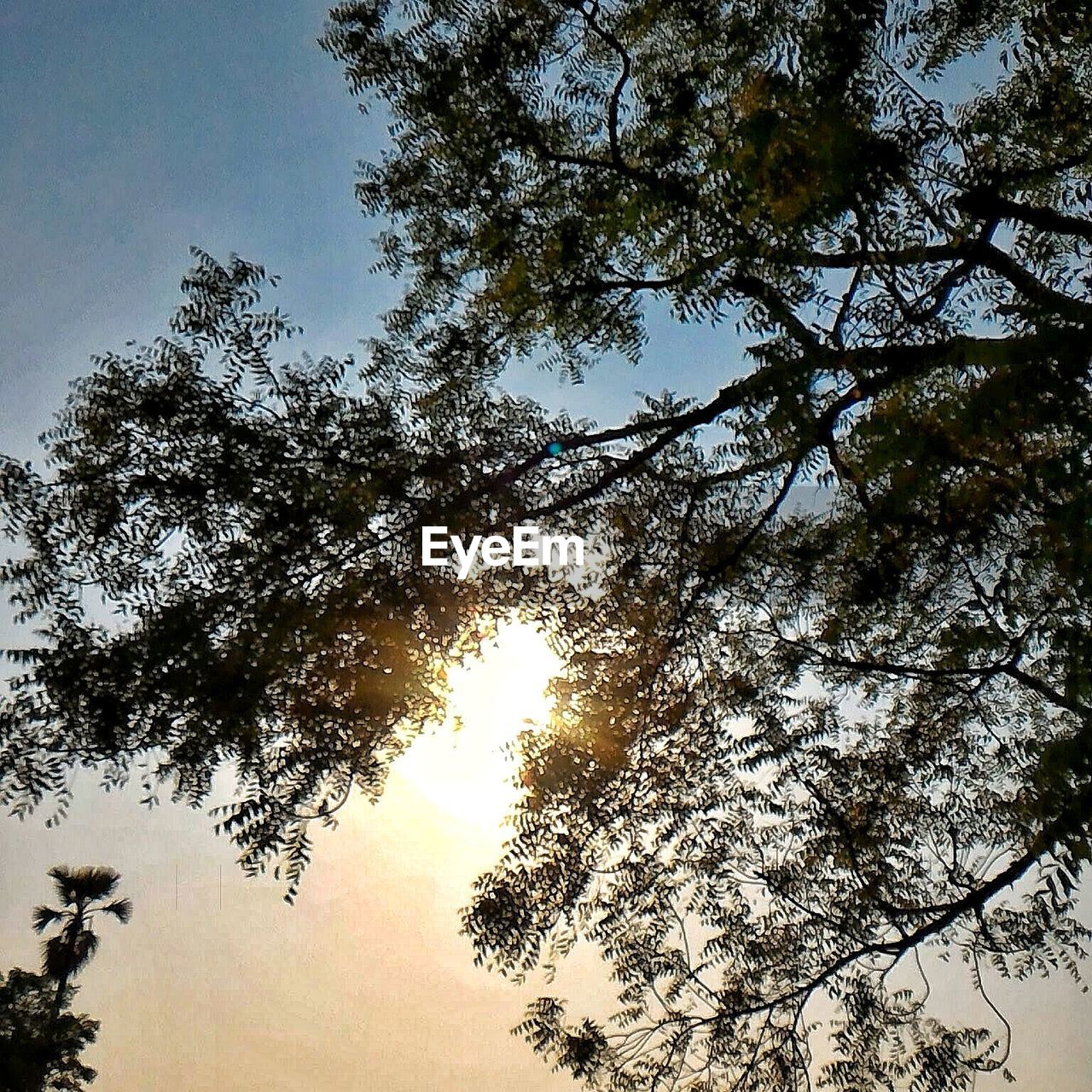 LOW ANGLE VIEW OF BRANCHES AGAINST SKY