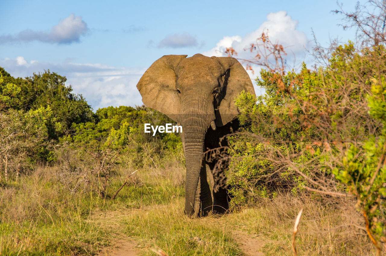 VIEW OF AN ANIMAL ON LAND