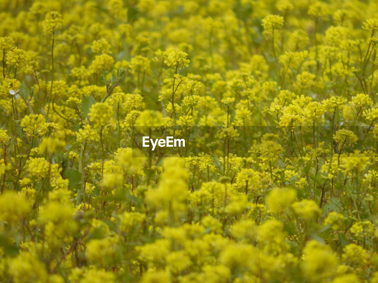 Close up of yellow flowers