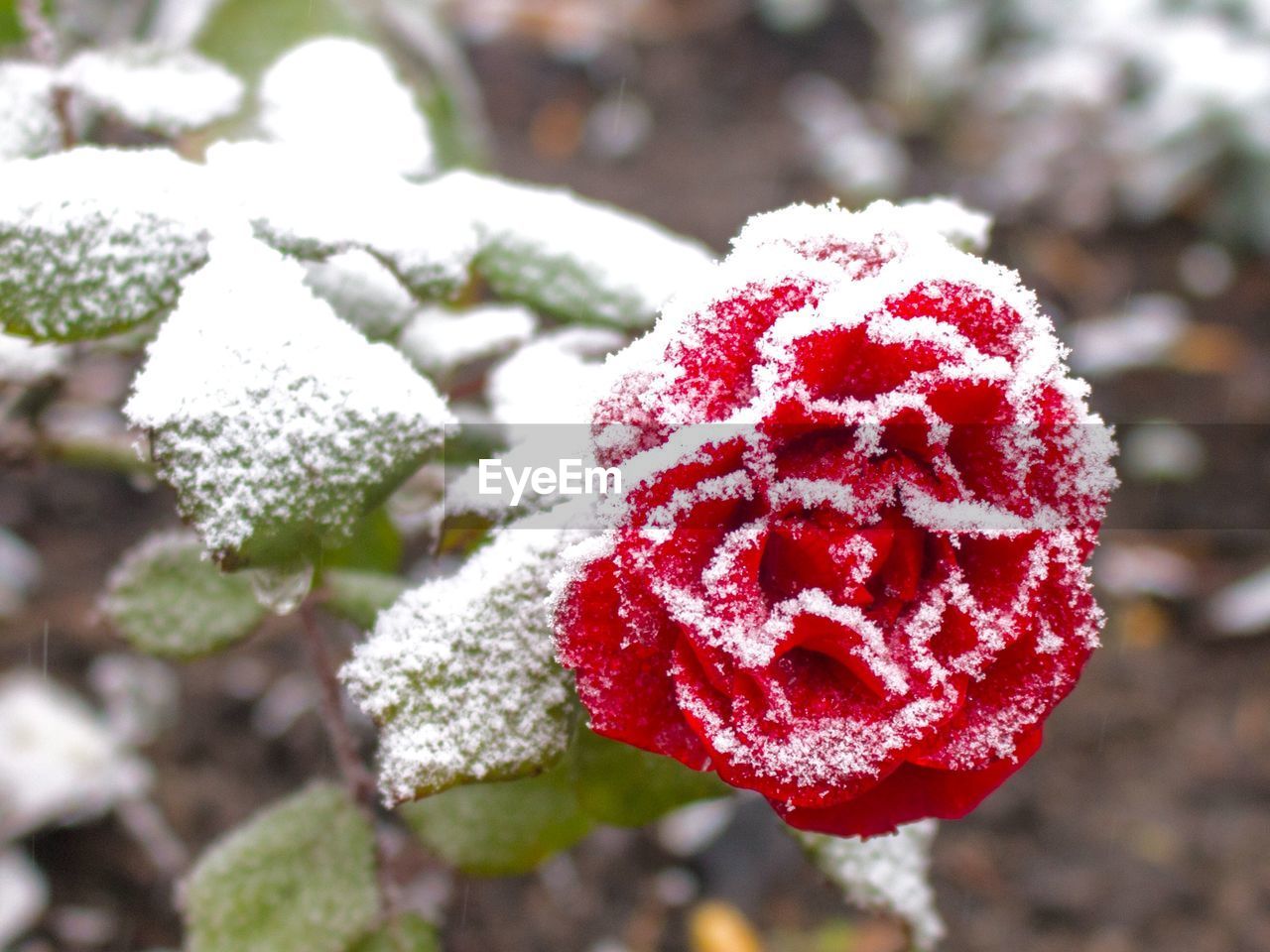 Close-up of frozen rose outdoors