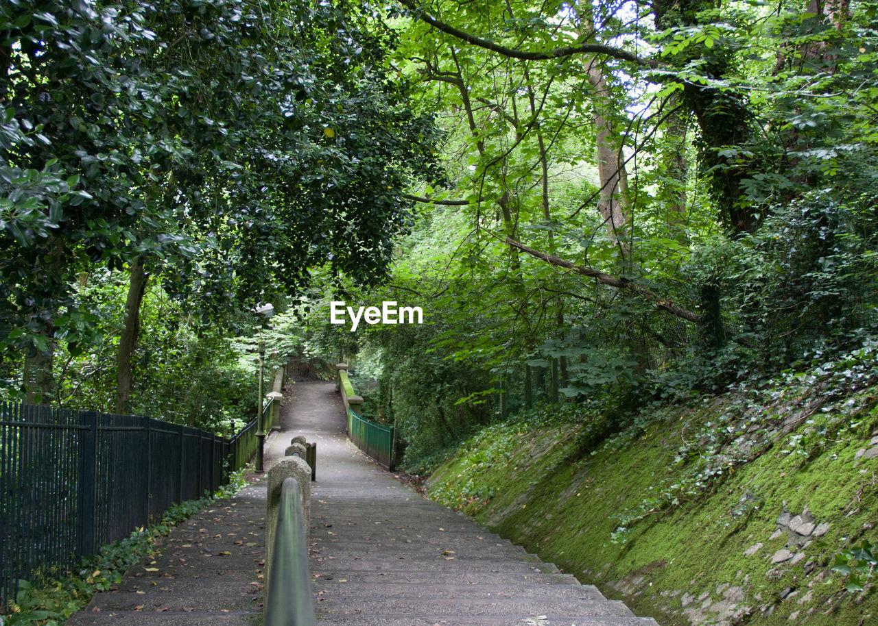 Walkway amidst plants and trees