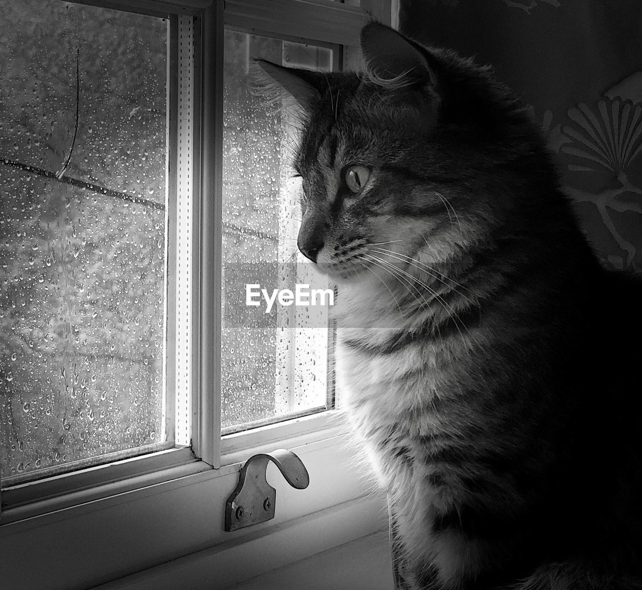 CAT LOOKING AWAY WHILE SITTING ON WINDOW