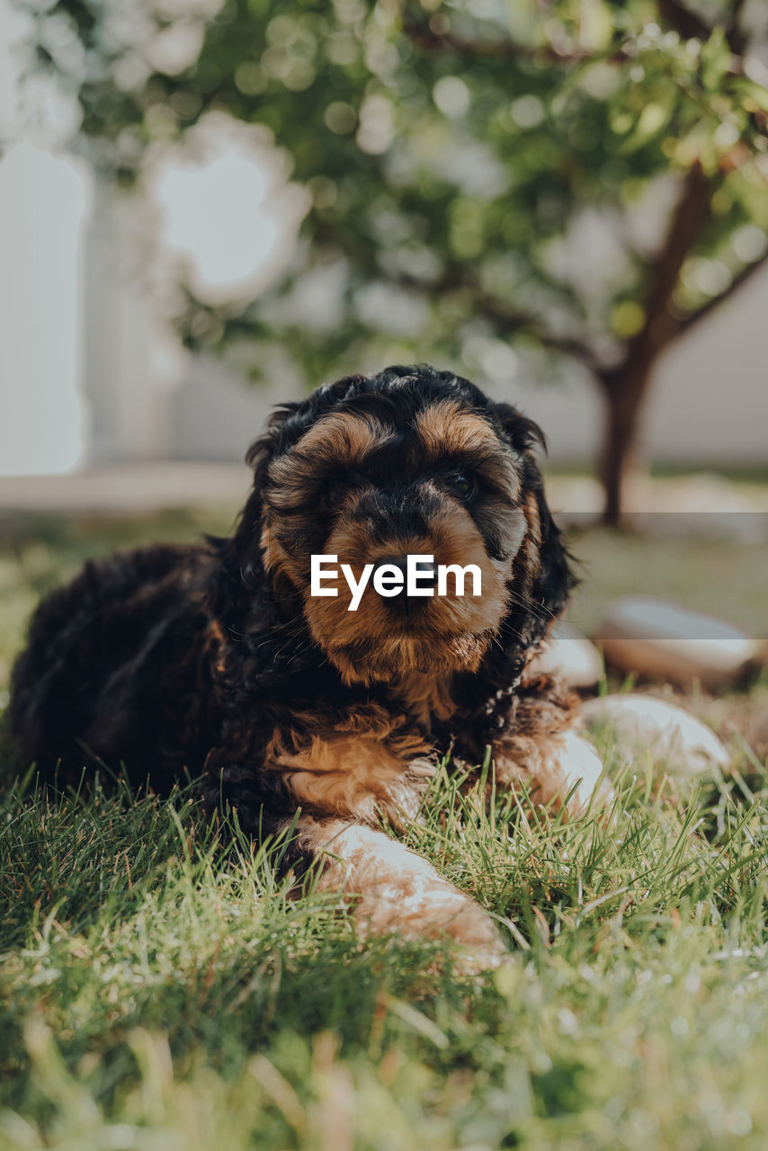 Portrait of a two month old cockapoo puppy relaxing on a grass in the garden, looking at the camera.